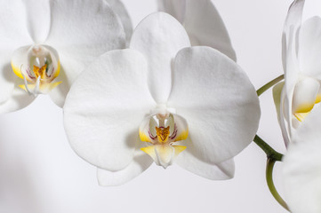 Naklejka na ściany i meble Large white Orchid flower.