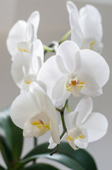 A houseplant is the Phalaenopsis Orchid. White.