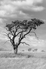 Monochrome Tree