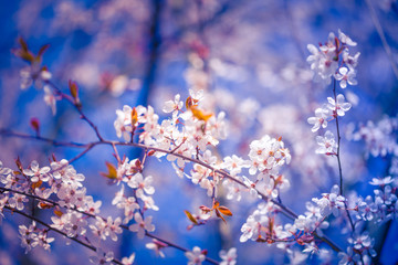 Artistic spring nature background, flower on soft blue sky, bright na