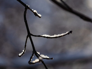 Melting snow on the branches of trees