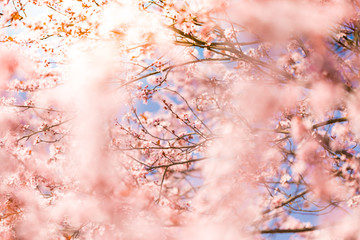 Blossoming cherry trees in spring sun beams and blue sky. Spring Background