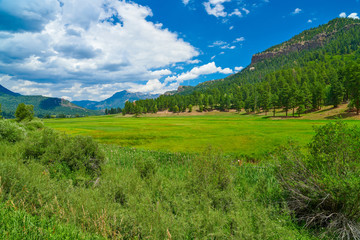 Fototapeta premium Alpine Meadow Near Pagosa Spring, Colorado