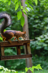 Squirrel eats at the trough