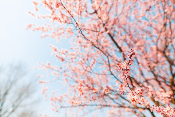 Flowering branches of cherry tree on a sunny day glow in rays of sun on nature. Spring blossom landscape. Spring flowers