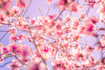 Bright sky background with blooming magnolias. Spring garden. Beautiful spring flowers, bright nature view