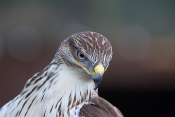 Hawk Portrait 