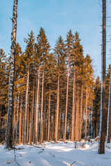 Fototapeta premium winter landscape in Harz Mountains National Park, Germany