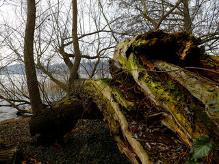 Fallen tree at the lake shore