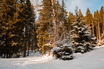 winter landscape in Harz Mountains National Park, Germany