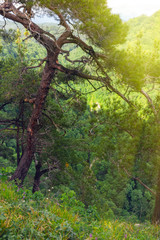 Pine with a curved trunk on a green mountain slope.