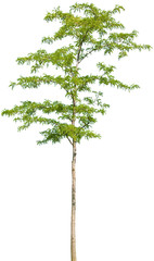 Gleditsia triacanthos - Amerikanischer Lederhülsenbaum