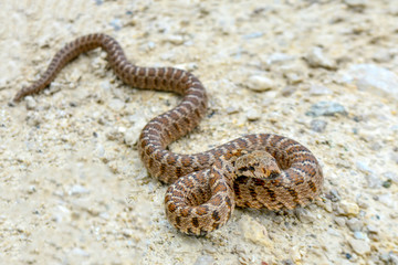 Macro image and Detail of Beautiful Snake