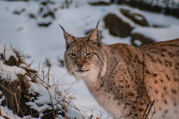 lynx in snowy winter landscape, lynx enclosure near Rabenklippe, Bad Harzburg, Germany
