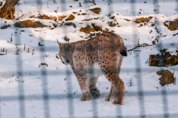 lynx in snowy winter landscape, lynx enclosure near Rabenklippe, Bad Harzburg, Germany © Joppi