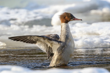 Goosander in winter
