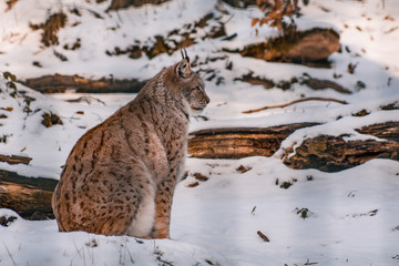 lynx in snowy winter landscape, lynx enclosure near Rabenklippe, Bad Harzburg, Germany