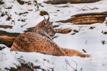 Obraz premium lynx in snowy winter landscape, lynx enclosure near Rabenklippe, Bad Harzburg, Germany