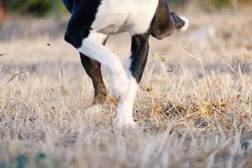 Dog kicking up dry winter grass close up.