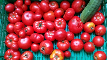 tomates