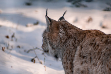 Obraz premium lynx in snowy winter landscape, lynx enclosure near Rabenklippe, Bad Harzburg, Germany