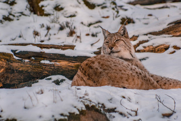 lynx in snowy winter landscape, lynx enclosure near Rabenklippe, Bad Harzburg, Germany