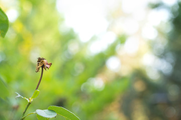 Many beautiful flowers and fruits standing in the garden