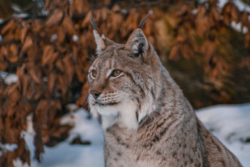 lynx in snowy winter landscape, lynx enclosure near Rabenklippe, Bad Harzburg, Germany