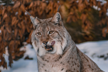 lynx in snowy winter landscape, lynx enclosure near Rabenklippe, Bad Harzburg, Germany