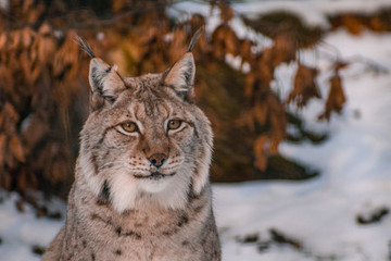 lynx in snowy winter landscape, lynx enclosure near Rabenklippe, Bad Harzburg, Germany