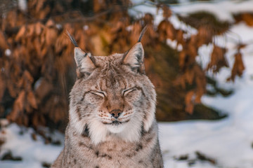 Fototapeta premium lynx in snowy winter landscape, lynx enclosure near Rabenklippe, Bad Harzburg, Germany