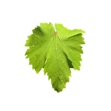 folhas de uva