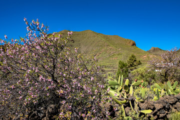 Die Mandelbäume blühen! In Santiago del Teide am Fuße des Vulkans Teide erwartet Dich ein...
