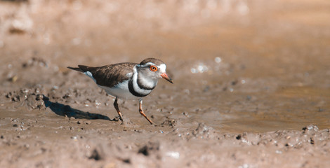  Three banded plover,in swamp environment, South Africa