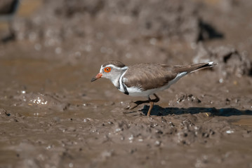 Three banded plover,in swamp environment, South Africa