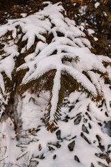 pine needle tree covered in snow, winter forest landscape in Germany