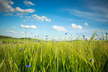Obraz premium Green flowering meadow with spring flowers against the blue sky and white clouds