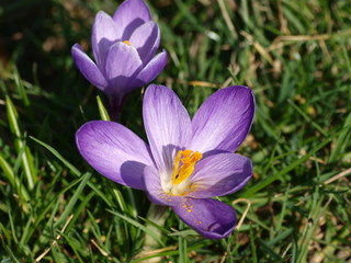 Crocus vernus - Crocus de printemps appelé aussi crocus de Naples à fleur violette
