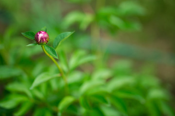 Pink peonies in garden. Blooming pink peony. Closeup of beautiful pink Peonie flower.