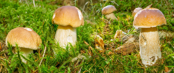 mushrooms - Boletus edulis in a forest close up