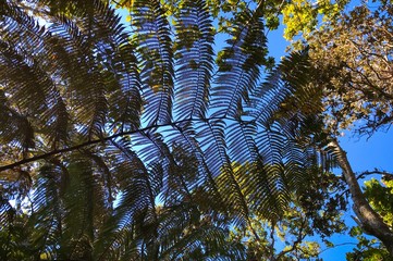 Upward view of a tree found in Hawaii on a bright sunny day