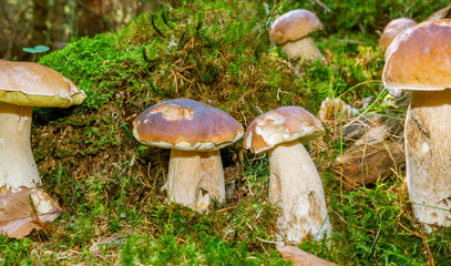 Fototapeta premium mushrooms - Boletus edulis in a forest close up