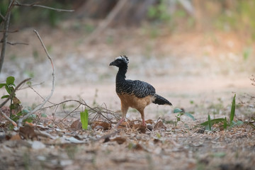 Bare faced Curassow, in a jungle environment, Pantanal Brazil