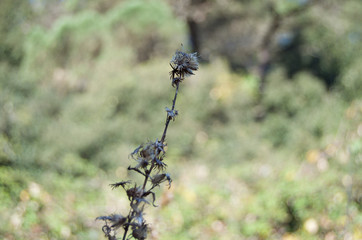 naturaleza invernal flor blanca