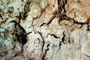 background wood natural centuries-old tree located in the Park, the colors in the spectrum of brown. textured pattern