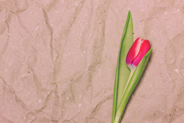 Early pink tulips on a beige paper background