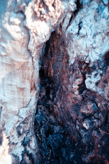 background wood natural centuries-old tree located in the Park, the colors in the spectrum of brown. textured pattern