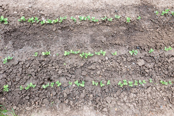Pois mangetout