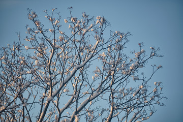 Obraz premium Branches in the snow against the sky in February