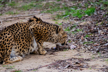 Cheetah Eating Kill 
